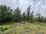 Barlindåsen