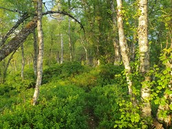 Røvslia