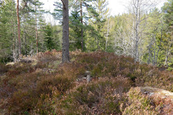 Midtåsen