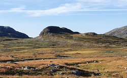 Mjolgenuten