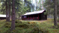Svartskogkoia