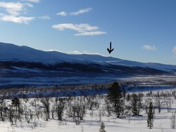 Sørvestre Høgstgråhøin