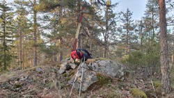 Høgås