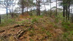 Sjøbøhaugane