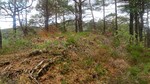 Sjøbøhaugane