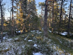Beistadsnauen
