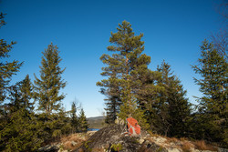 Høgkollen