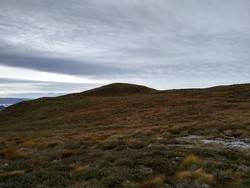 Sæshorn