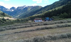 Daurmålsnipa