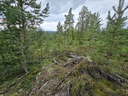 Bjørnekastet