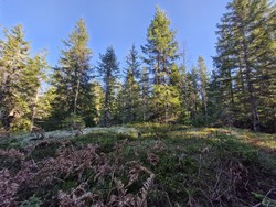 Hestemyråsen