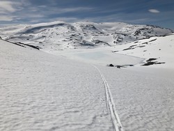 Grånosi