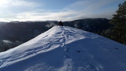Svartemyrnibben