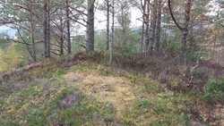 Nesnakken