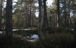Grytåsen