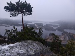 Austgardsnuten