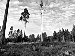 Brattåsen