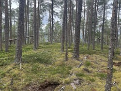 Hyttehaugane