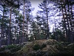 Hebergåsen