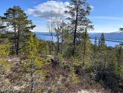 Høgdin