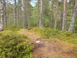 Storhaugen