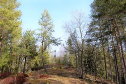 Hamborgstrømskogen