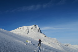 Kvannegrønøse