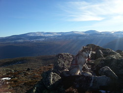 Skamsarkampen