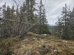 Gravatjernhaugen