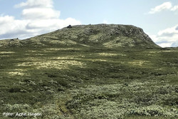 Notstulhøgda