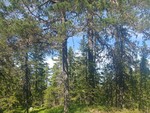 Høgbråten i Nittedal
