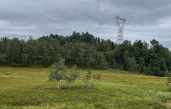 Høganipa