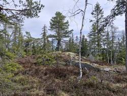 Torsbrenna
