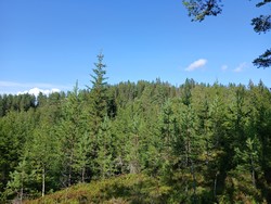 Vest for Fløyta