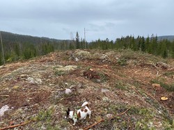 Murutangen