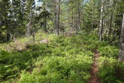 Ausenfjellet