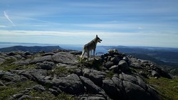 Gråfjellet