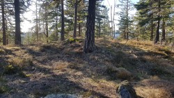 Flåttåsen