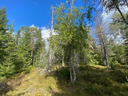Grytlihøgda Nord
