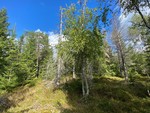 Grytlihøgda Nord