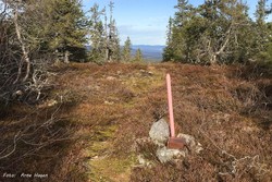 Synsåsen V