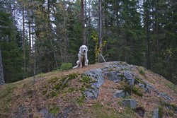 Tørrgranåsen