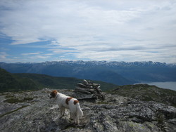 Klyvenuten