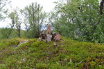 Rødøya