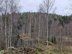 Mellomsagåsen