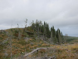 Blåberga