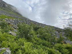 Lundeura