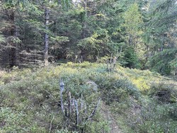 Frønsvollsåsen
