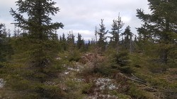 Kollummyrhaugen