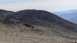 Skogshorn Vest